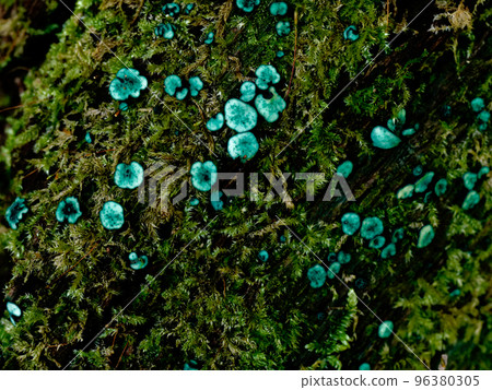 Mushroom World Verdant Mushroom Himerokusho Gusalekin 96380305