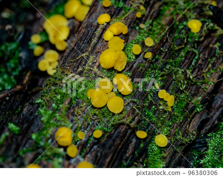 Kinoko World 黃蘑菇 Byoutake Kinoko World 黃蘑菇 Byoutake 96380306