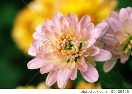 可愛的粉色菊花花瓣 96380436