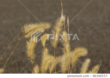 The fluffy ears of the green foxtail are interesting 96380557