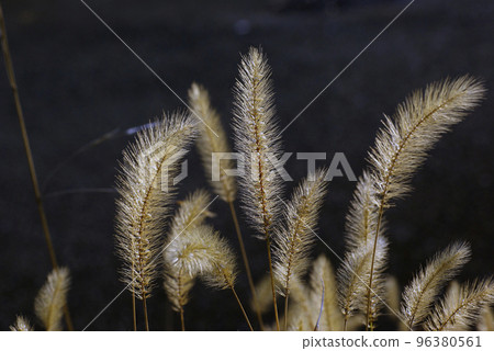 The fluffy ears of the green foxtail are interesting 96380561