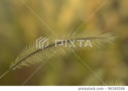 The fluffy ears of the green foxtail are interesting 96380566