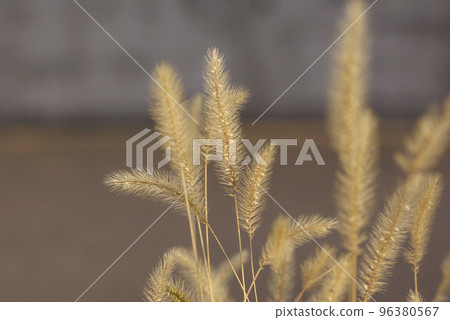 The fluffy ears of the green foxtail are interesting 96380567