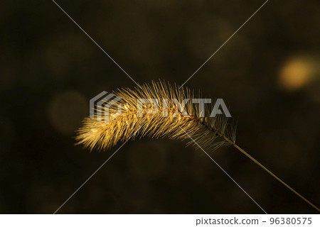 The fluffy ears of the green foxtail are interesting 96380575