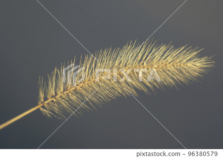 The fluffy ears of the green foxtail are interesting The fluffy ears of the green foxtail are interesting 96380579