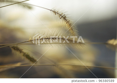 The fluffy ears of the green foxtail are interesting 96380589