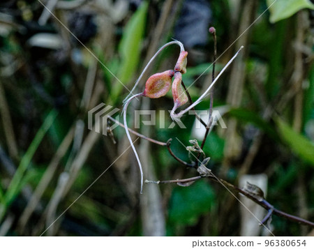 Seeds of Ranunculaceae Seeds of Ranunculaceae 96380654