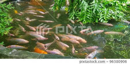 Tropical fish pond with Colorful decorative green tropical plantation for backyard decoration ideas 96380906