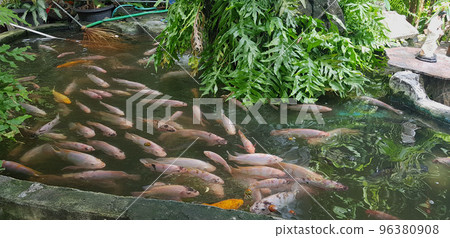 Tropical fish pond with Colorful decorative green tropical plantation for backyard decoration ideas 96380908