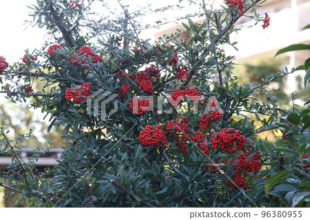 Pyracantha red fruit growing in a Japanese park in autumn 96380955