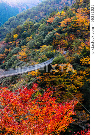 Plum tree roaring park Suspension bridge 96381023