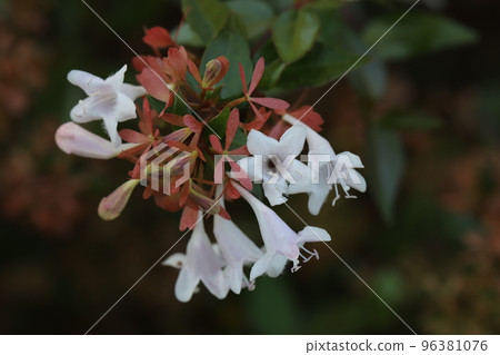 開花在日本秋天庭院裡的Abelia白花 96381076