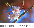 Beautifully blooming autumn cherry blossoms 96381094