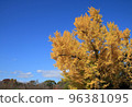 Ginkgo biloba in the blue sky 96381095