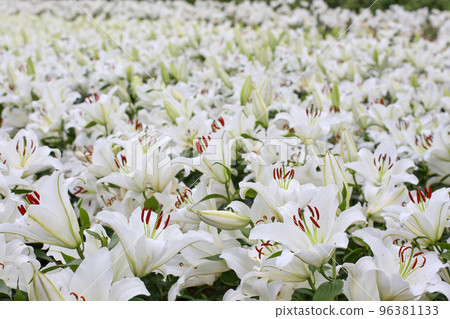 White lily field in full bloom 96381133