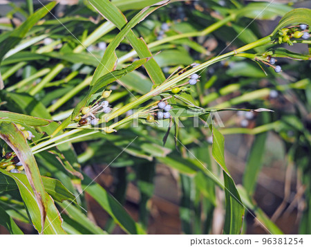 Perennial plant of the gramineous family with... - Stock Photo [96381254] -  PIXTA