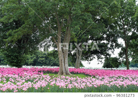 pink lilies and trees 96381273