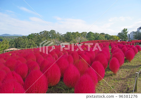 Kitsuki City, Oita Prefecture Ruru Park Red Kochia Field 96381276