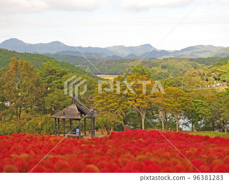 Kitsuki City, Oita Prefecture Ruru Park Red Kochia Field 96381283