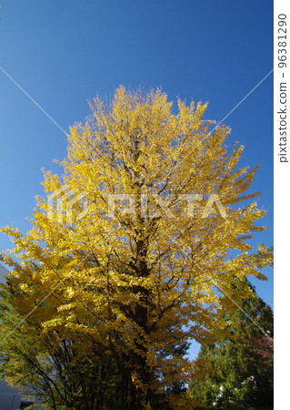 Ginkgo biloba tree-lined scenery is majestic and beautiful Ginkgo biloba tree-lined scenery is majestic and beautiful 96381290