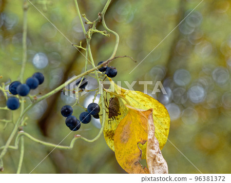 Fruits of Aotsutsurufuji and Brown stink bug 96381372