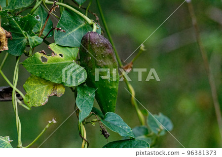 A perennial climbing plant, Apocynaceae Asclepiad 96381373