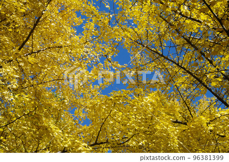 Beautiful scenery of ginkgo leaves Beautiful scenery of ginkgo leaves 96381399