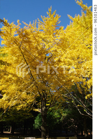 Beautiful scenery of ginkgo leaves Beautiful scenery of ginkgo leaves 96381463