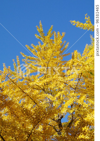 Beautiful scenery of ginkgo leaves Beautiful scenery of ginkgo leaves 96381465