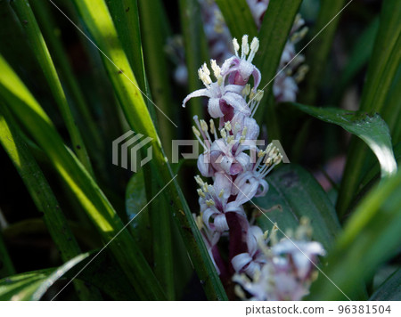 鈴蘭的開花 96381504