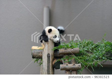 Yuihama spends time relaxing on playground equipment Yuihama spends time relaxing on playground equipment 96381523
