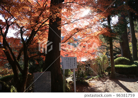 Raizan Sennyo-ji Temple Daifu and Ginkgo 96381759
