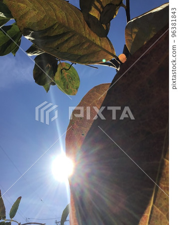 Autumn leaves on pecan day make me feel like autumn leaves 96381843