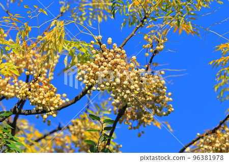 A lot of ripened sandalwood seeds 96381978