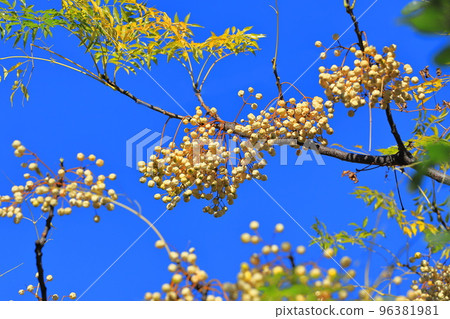 A lot of ripened sandalwood seeds A lot of ripened sandalwood seeds 96381981