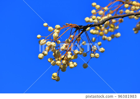 A lot of ripened sandalwood seeds 96381983