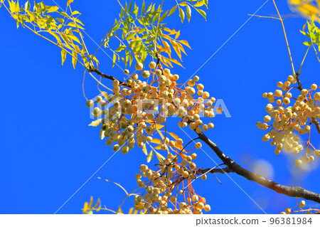 A lot of ripened sandalwood seeds A lot of ripened sandalwood seeds 96381984