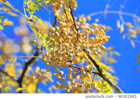 A lot of ripened sandalwood seeds 96381985