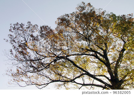 枝繁葉茂的櫸樹秋天的紅葉十分美麗。 枝繁葉茂的櫸樹秋天的紅葉十分美麗。 96382005