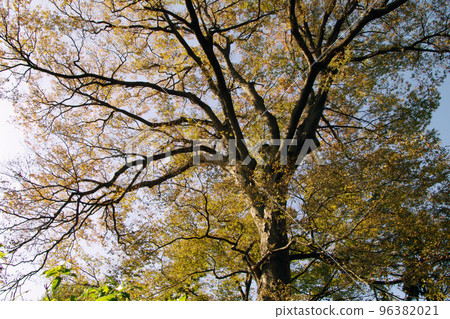 The autumn foliage of the zelkova trees with their majestic branches is beautiful. 96382021