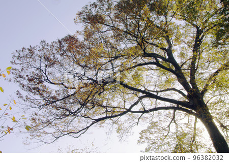 The autumn foliage of the zelkova trees with their majestic branches is beautiful. 96382032