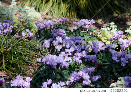 Blue cyclamen 96382201