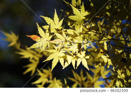 淡黃色的楓葉景色清新而美麗。 96382309