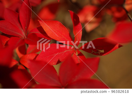 The bright red Dodantsutsuji leaves are beautiful. 96382618