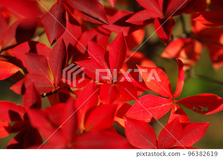 鮮紅的刀擔筒葉很漂亮。 96382619