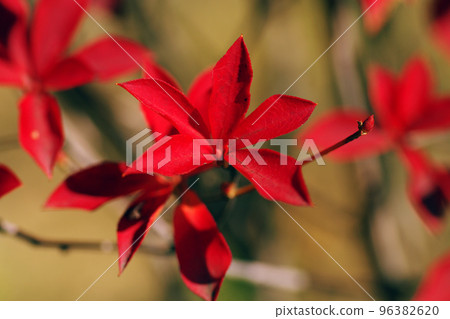 The bright red Dodantsutsuji leaves are beautiful. 96382620