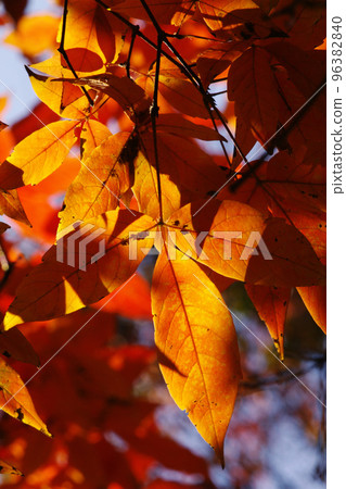 Megusurinoki（滴眼液樹、長子樹、千里眼樹）的秋天景色很美。 96382840