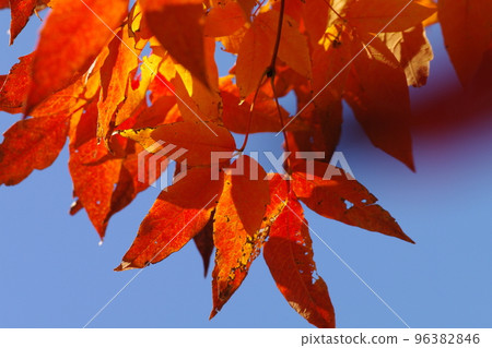 The autumnal scenery of Megusurinoki (Eye Drop Tree, Choja Tree, Clairvoyant Tree) is beautiful. 96382846