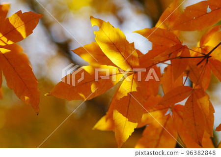 The autumnal scenery of Megusurinoki (Eye Drop Tree, Choja Tree, Clairvoyant Tree) is beautiful. 96382848