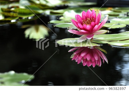 Pink water lily lotus 96382897